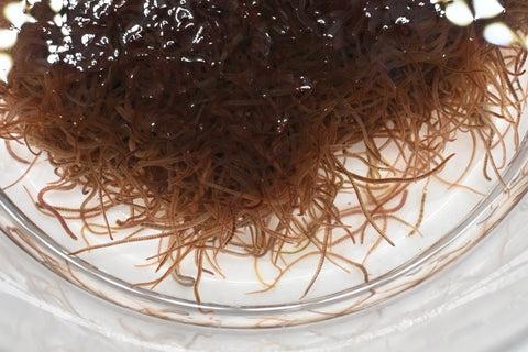 Live Blackworm (50 Grams)