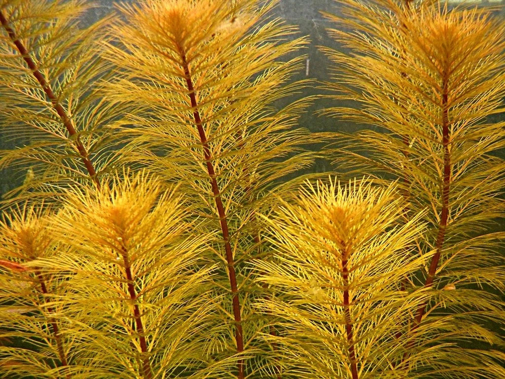 Bronze Milfoil