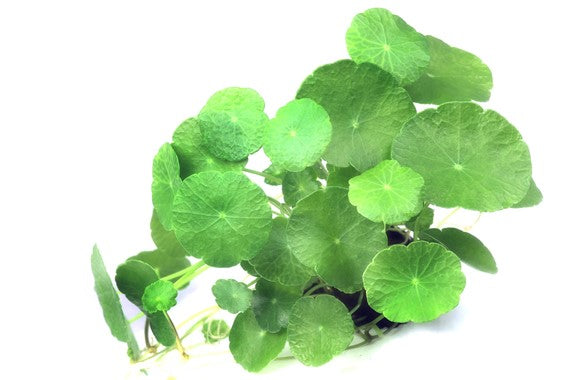 Hygrophila Verticillata