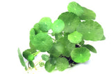Hygrophila Verticillata - photo 1