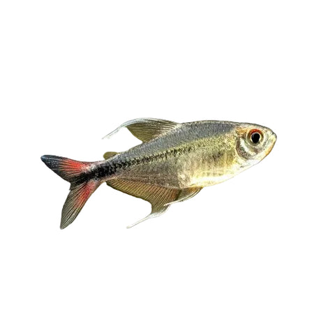 Pheonix Tetra