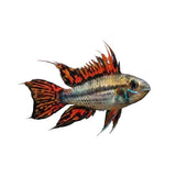Apistogramma Cacatuoides - photo 1