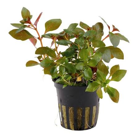 Ludwigia Repens 'Rubin'