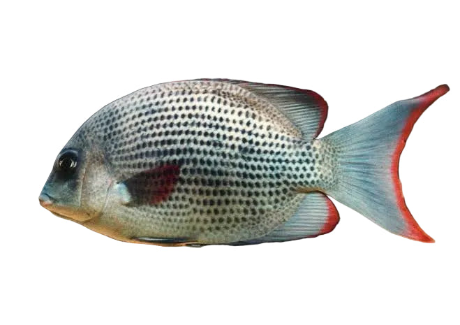Paretroplus Menarambo Cichlid