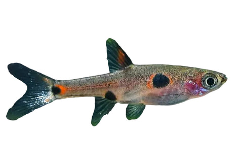 Maculata Rasbora