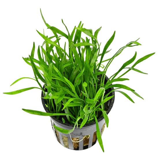 Lilaeopsis