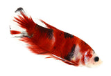 Female Koi Beta - photo 2