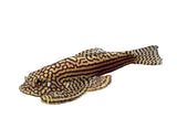 Longfin Hillstream Loache - photo 1