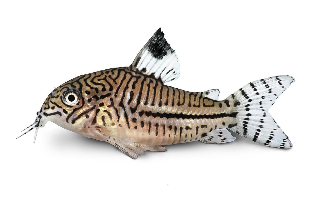 Julii Corydora