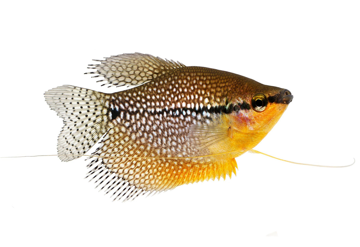 Pearl Gourami