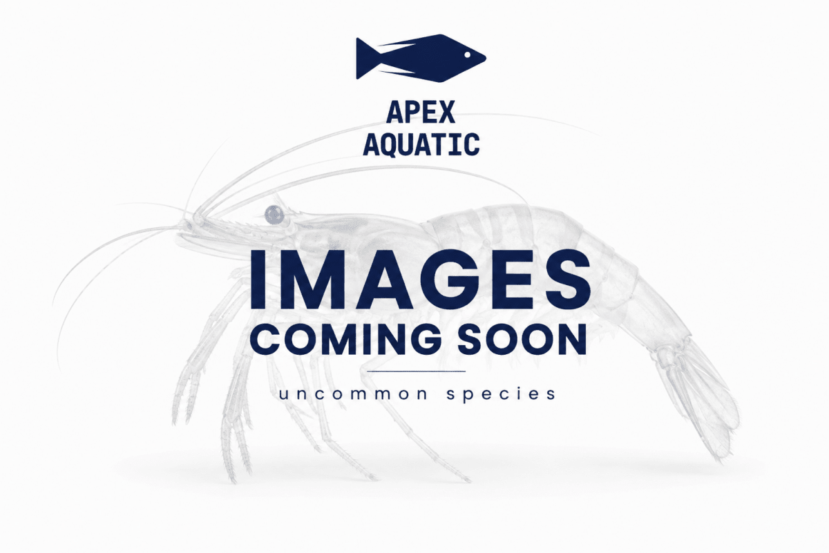 Janitor Hermit Crab - Apex AquaticJanitor Hermit Crab