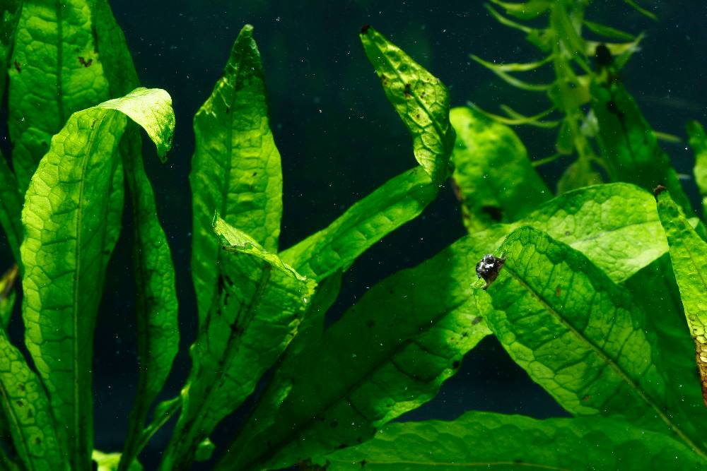 Java Fern - Apex AquaticJava Fern