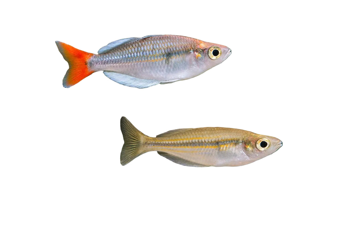 Two small silver fish with orange-red tails swimming in a planted aquarium with gravel, driftwood, and green plants.