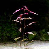 Persicaria Maculosa 'Sao Paulo' - photo 1