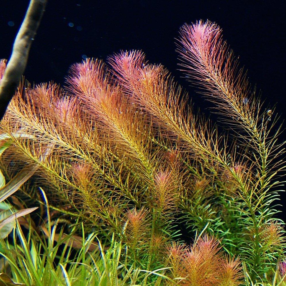 Rotala Wallichii