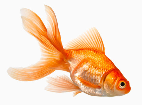 Fantail Goldfish