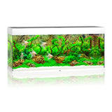 Juwel Rio Aquarium - photo 8
