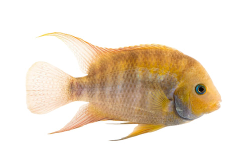 T-Bar Cichlid