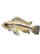 Apistogramma Cacatuoides - photo 2