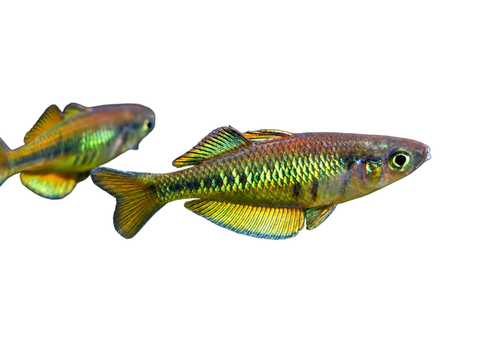 Kali Tusa Rainbows - Apex AquaticKali Tusa Rainbows