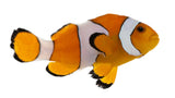 Orange Ocellaris Clown - photo 3
