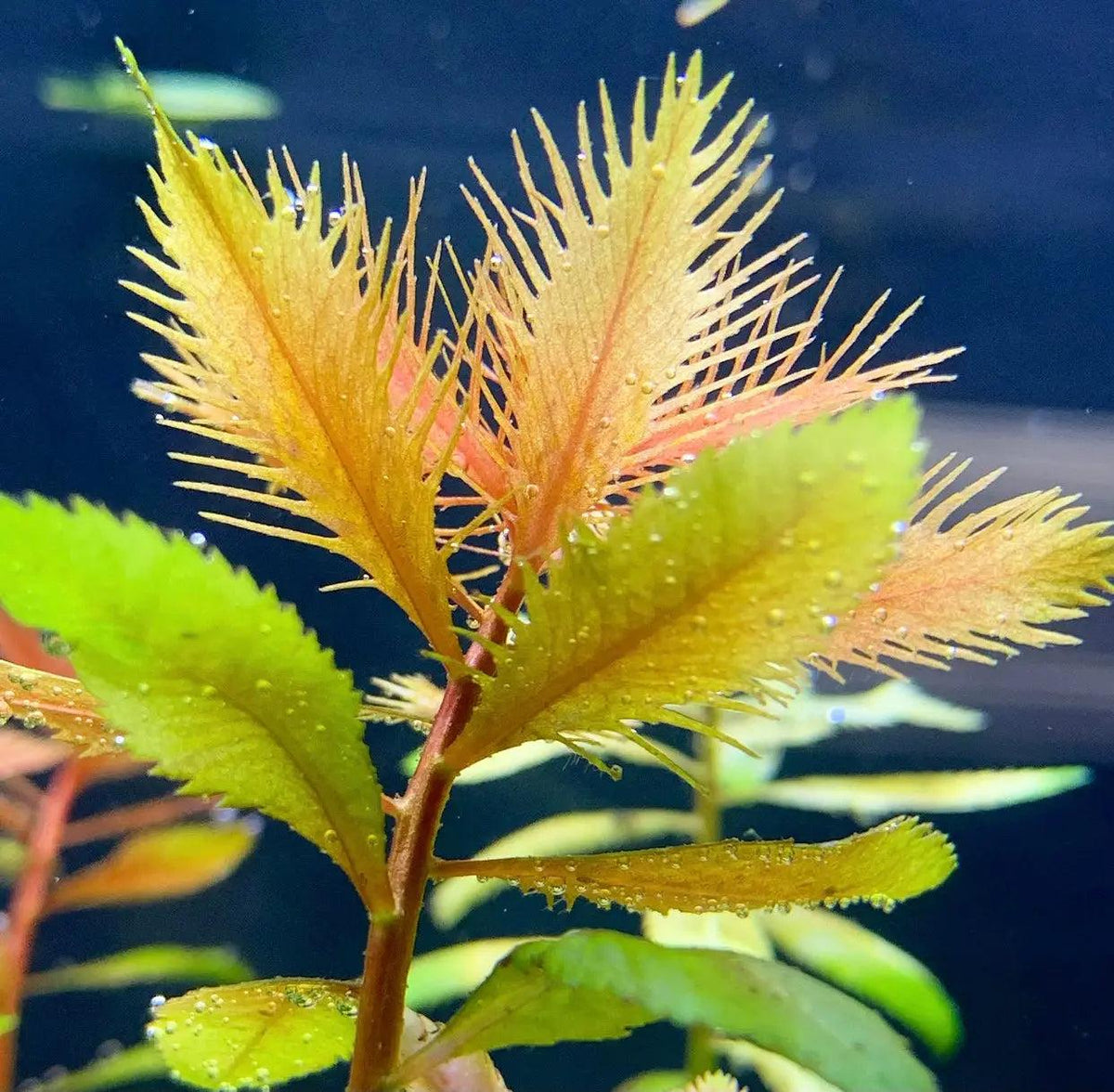 Mermaid Weed