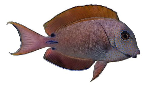 Lavender Tang - Apex AquaticLavender Tang