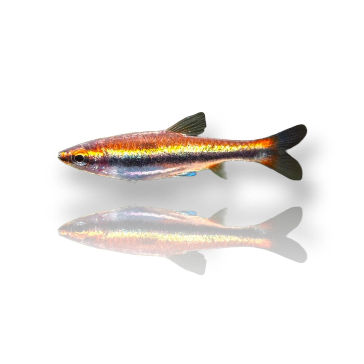 Gold Pencilfish