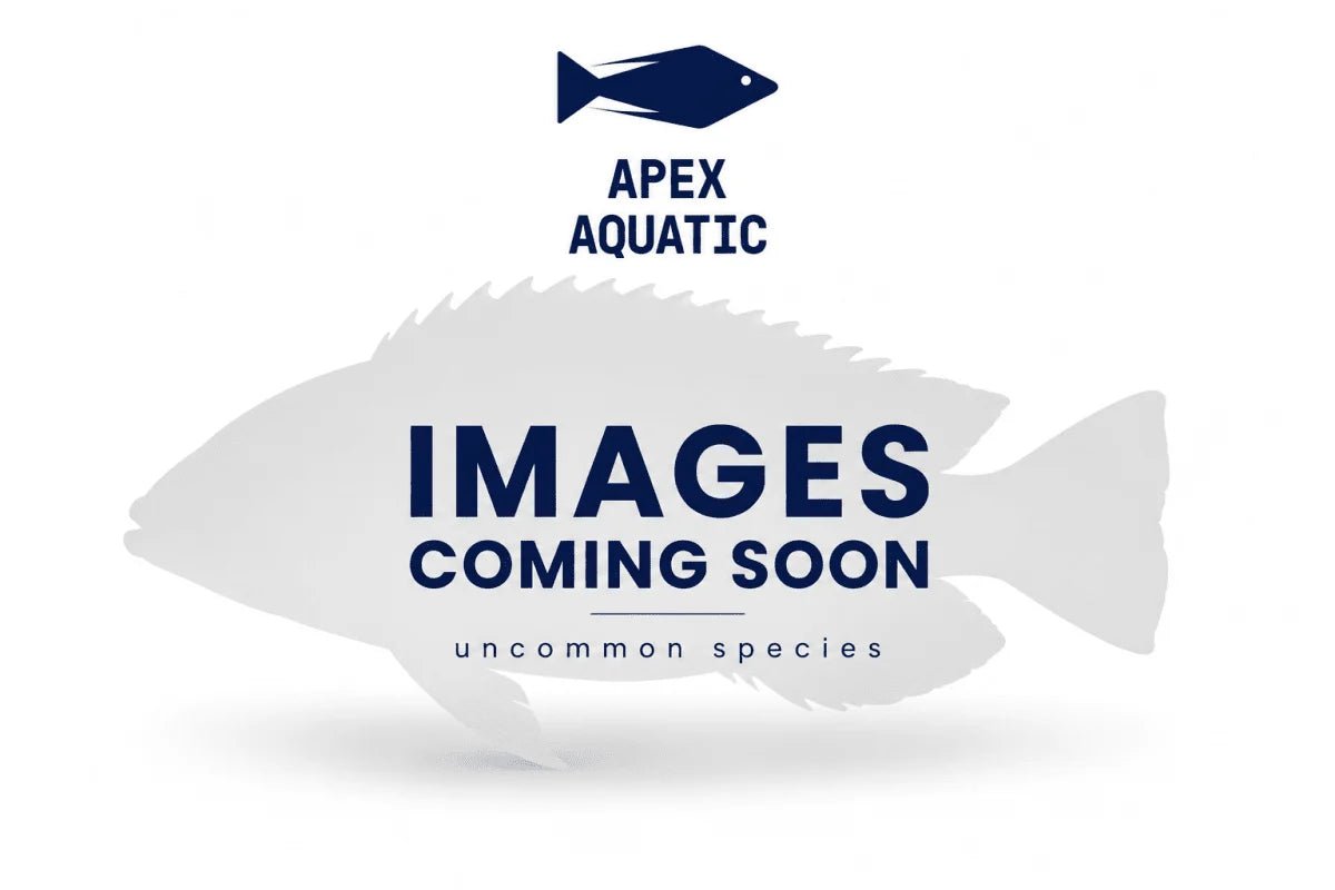 Lenguru Rainbow - Apex AquaticLenguru Rainbow
