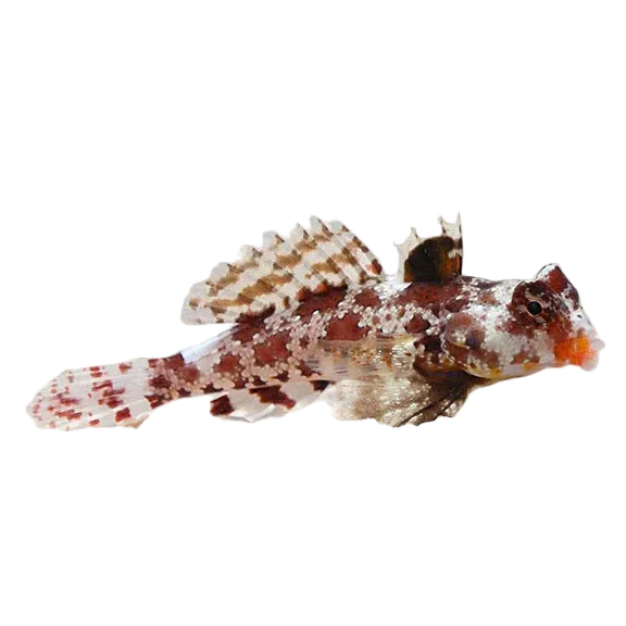 Red scooter mandarin
