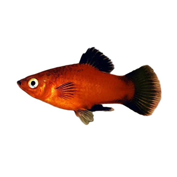 Orange fish with black fins swimming in an aquarium setting