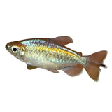 Congo Tetra - photo 2