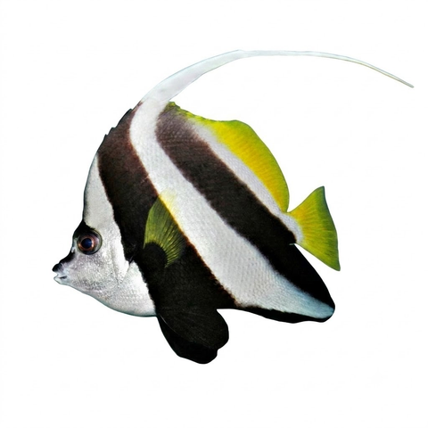 Longfin Bannerfish