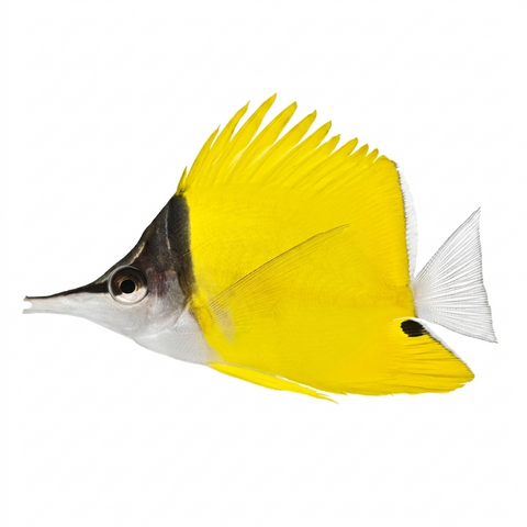 Longnose Butterfly