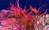 Ludwigia Arcuata - photo 2