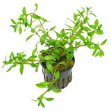 Ludwigia Brevipes - photo 1