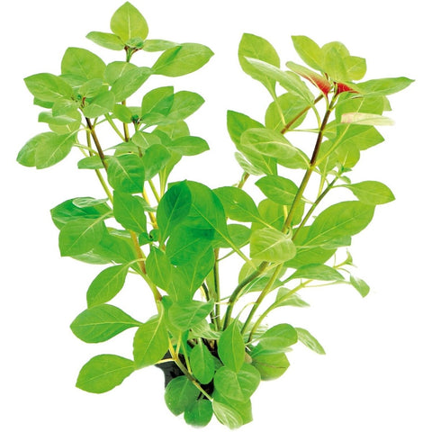 Ludwigia Repens - Apex AquaticLudwigia Repens