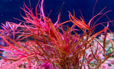 Ludwigia Arcuata - photo 2