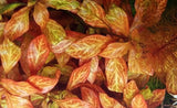 Ludwigia Atlantis - photo 2