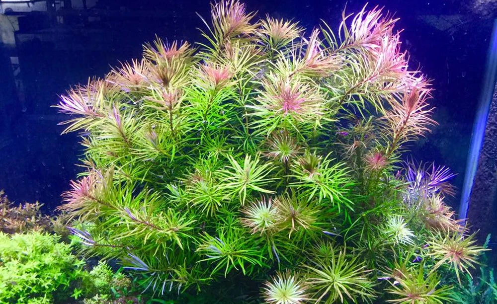 Ludwigia Cuba
