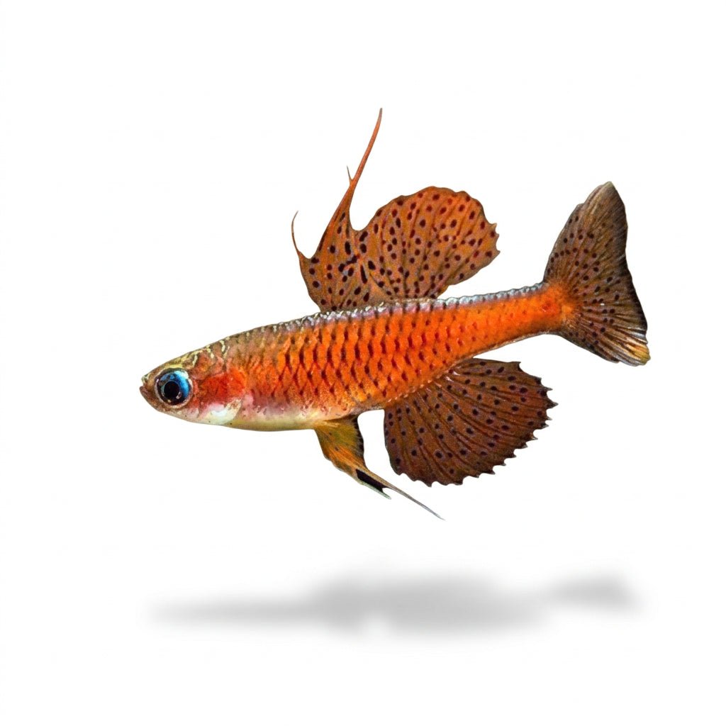 Luminatus Blue Eye (Pairs) - Apex AquaticLuminatus Blue Eye (Pairs)