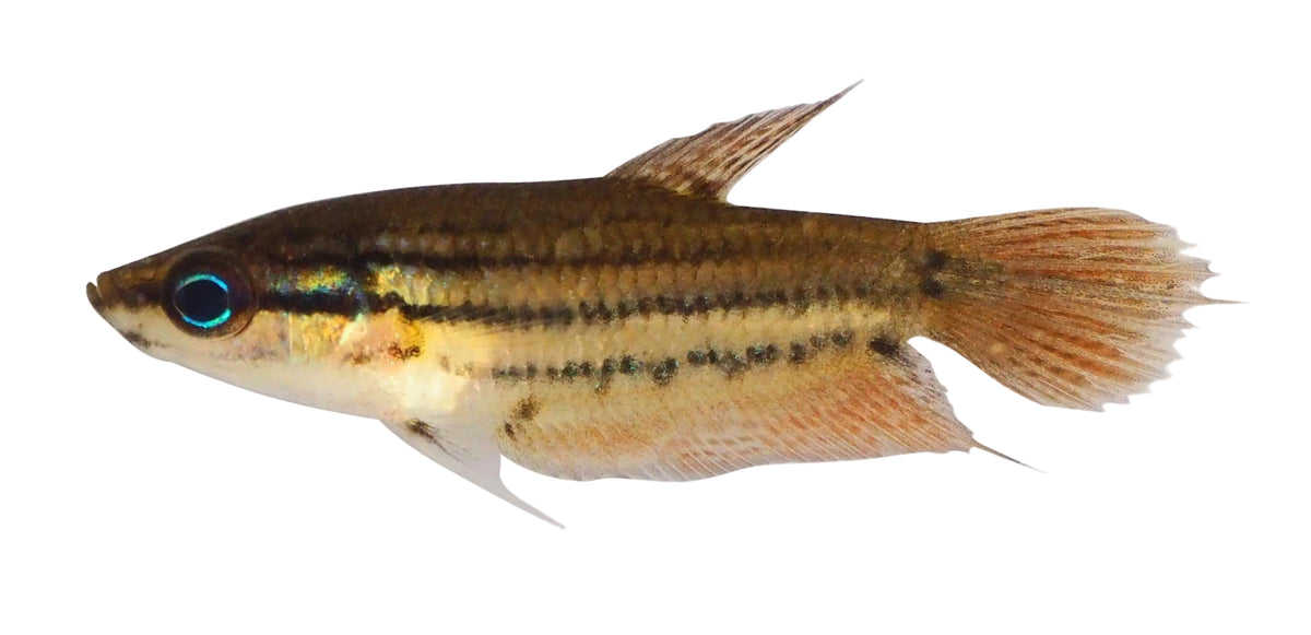 Croaking Gourami