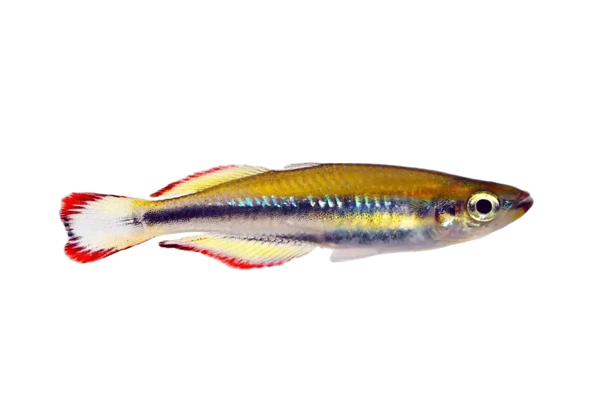 Madagascar rainbow A small live aquarium fish with a yellow-gold body, a prominent black horizontal stripe, and red-tipped fins swimming in a bright, soft-focus tank.