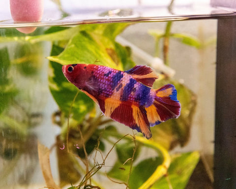 Male Betta 'Giant - MB022 - Apex AquaticMale Betta 'Giant - MB022