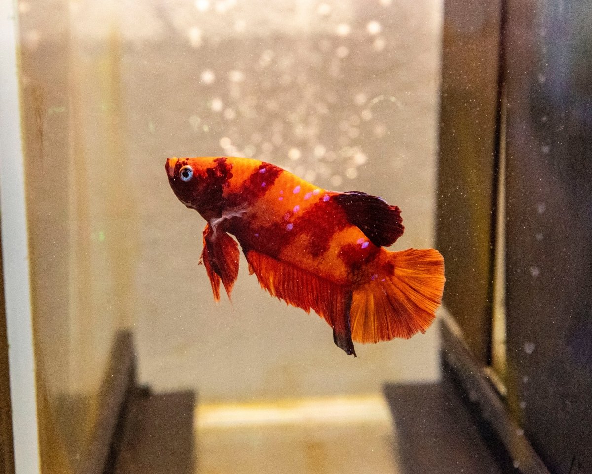 Male Betta 'Giant - MB023 - Apex AquaticMale Betta 'Giant - MB023