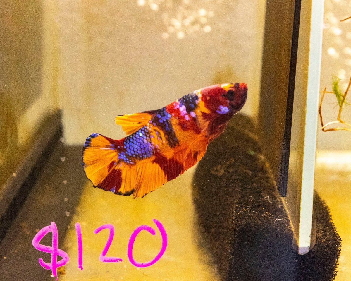 Male Betta 'Giant - MB024 - Apex AquaticMale Betta 'Giant - MB024