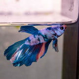 Male Betta - MB002 - photo 2