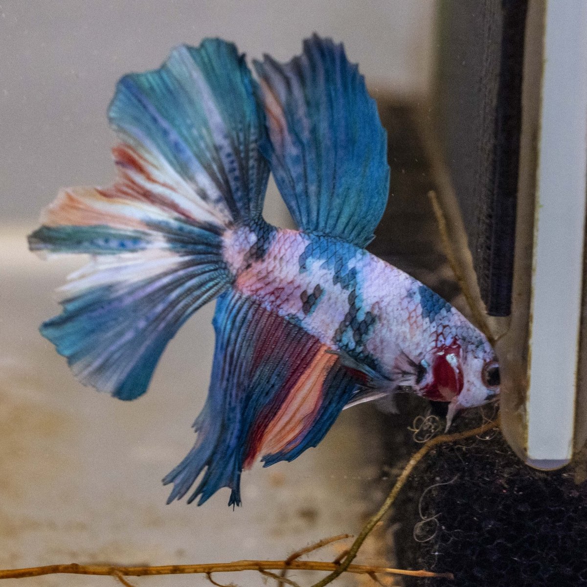 Male Betta - MB002 - Apex AquaticMale Betta - MB002