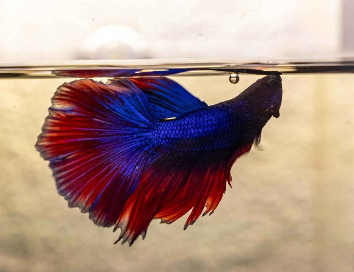 Male Betta - MB003 - Apex AquaticMale Betta - MB003