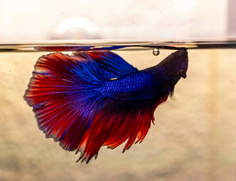 Male Betta - MB003 - Apex AquaticMale Betta - MB003